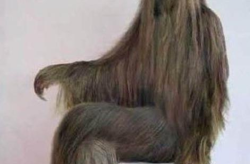 人体私密浓毛视频,揭秘人体毛发与情感的秘密